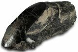 Polished Fossil Dinosaur Bone (Gembone) Section - Wyoming #309411-1